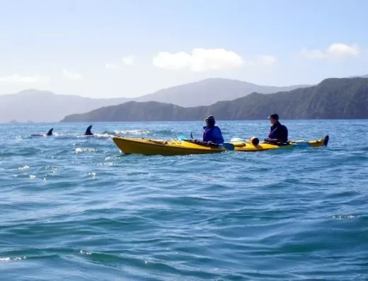Sea Kayaking – Marlborough Sounds Adventure Company